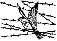 drawing of a bird flying away from a barbed wire perch